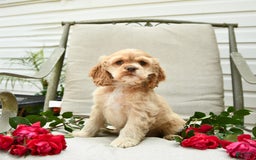 Cocker Spaniel dogs for sale: Kayla - Image 14