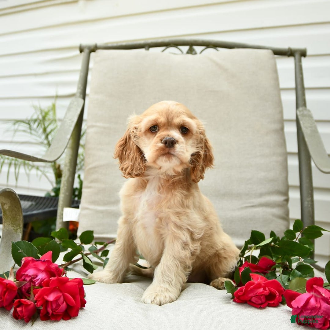Cocker Spaniel dogs for sale: Kayla - Image 14