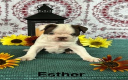 Boston Terrier dogs for sale: Esther - Image 2