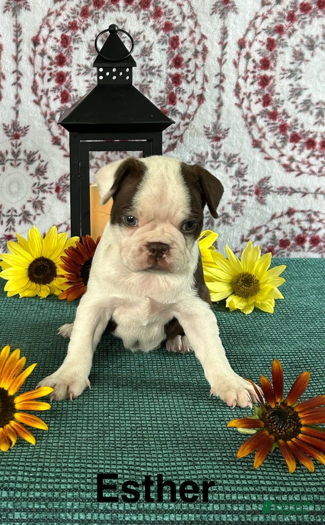 Boston Terrier dogs for sale: Esther - Image 2