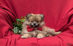 Pomeranian dogs for sale: Killian Genetic Testing - Image 5