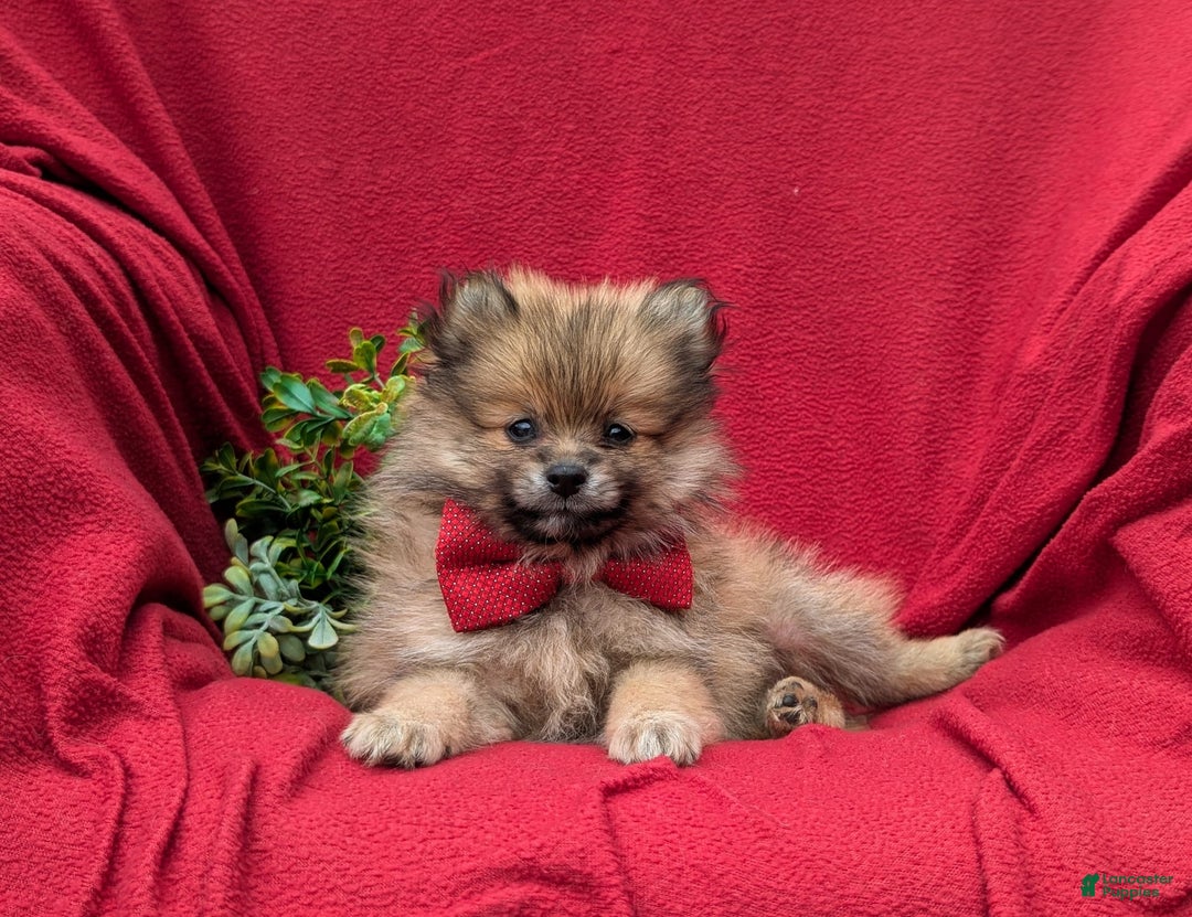 Pomeranian dogs for sale: Killian Genetic Testing - Image 5