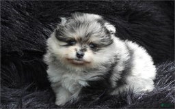 Pomeranian dogs for sale: Pepper - Image 2