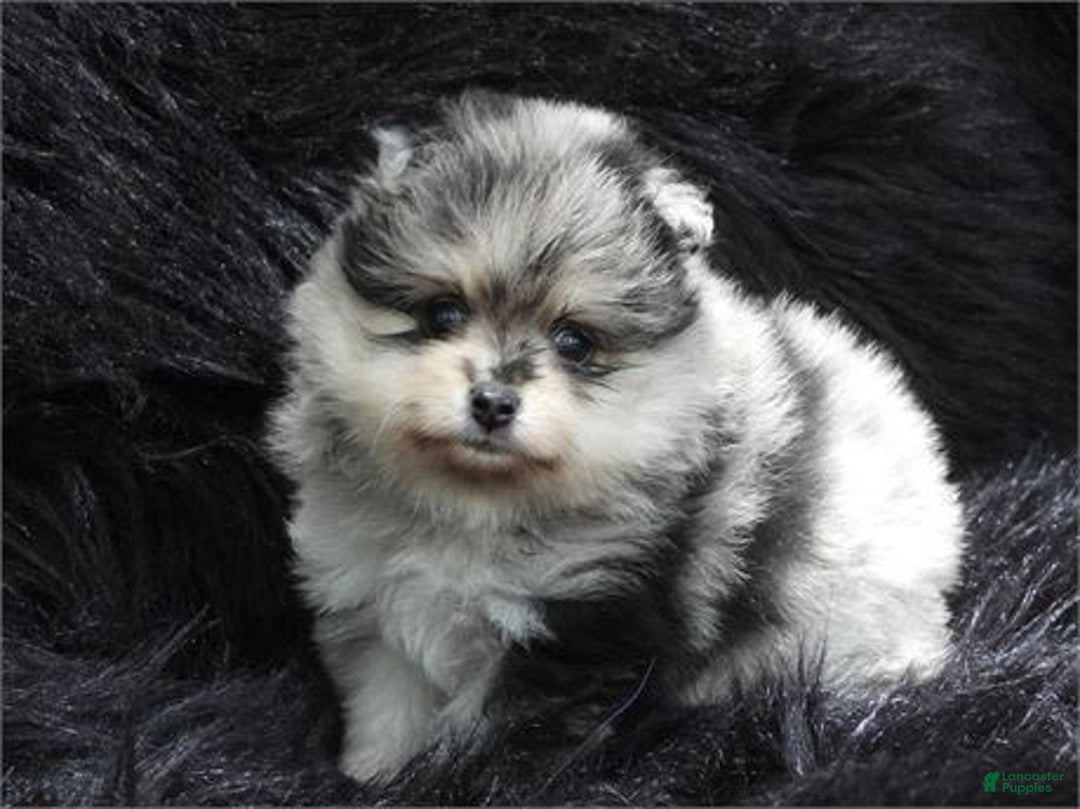 Pomeranian dogs for sale: Pepper - Image 2