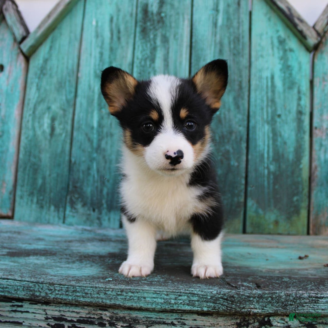 Welsh Corgi Pembroke dogs for sale: Lily - Image 2