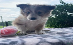 Shetland Sheepdog dogs for sale: Calvin - Image 8