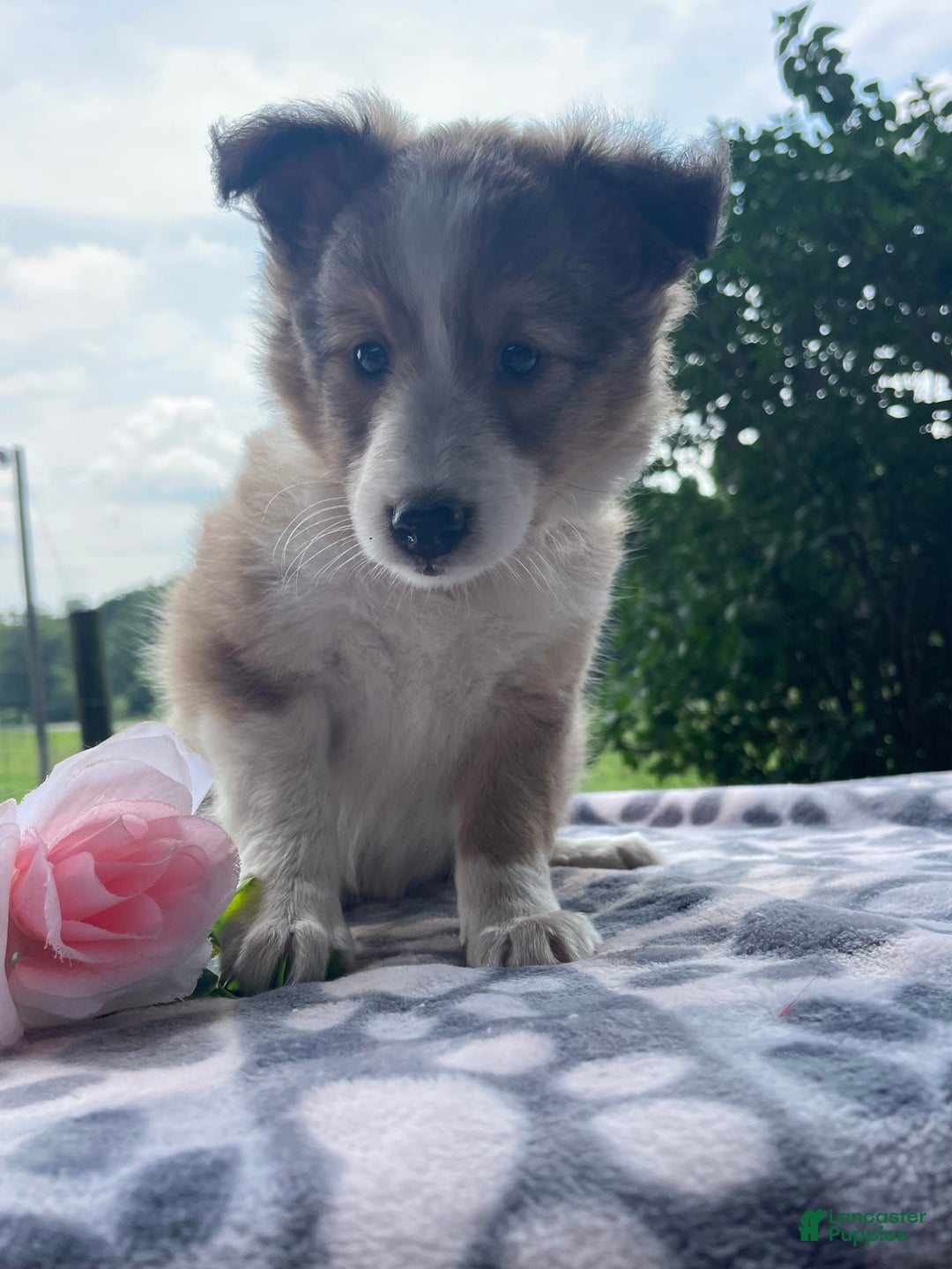 Shetland Sheepdog dogs for sale: Calvin - Image 8