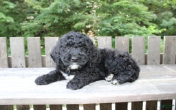 Mini Goldendoodle dogs for sale: Kevin - Image 5