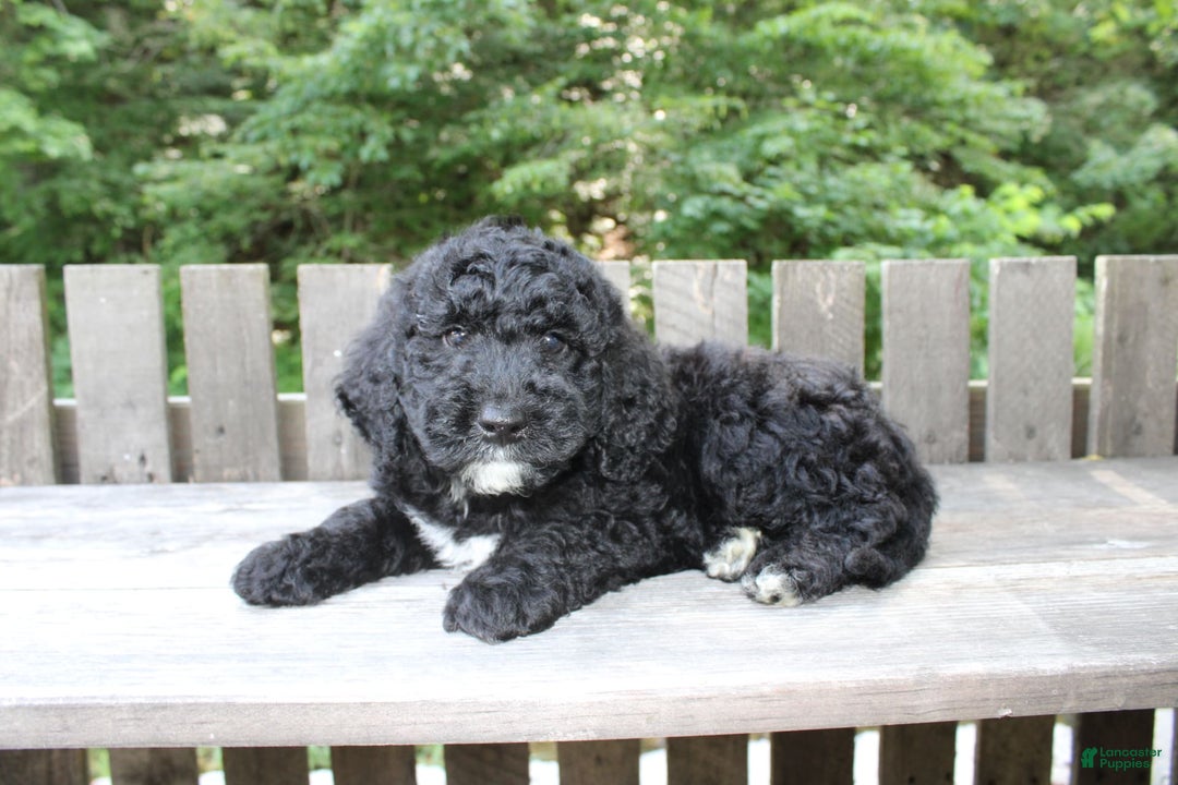 Mini Goldendoodle dogs for sale: Kevin - Image 5