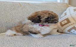 Saint Berdoodles dogs for sale: Frankie Mini Saint Berdoodle - Image 3