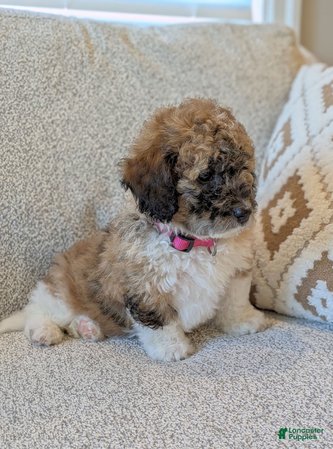 Saint Berdoodles dogs for sale: Frankie Mini Saint Berdoodle - Image 3