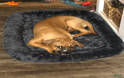 American Pit Bull Terrier dogs for sale: Helga - Image 30