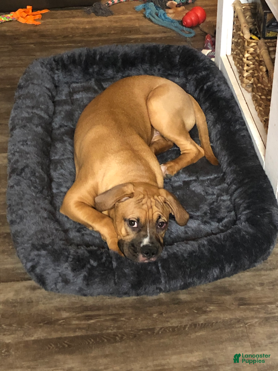 American Pit Bull Terrier dogs for sale: Helga - Image 30