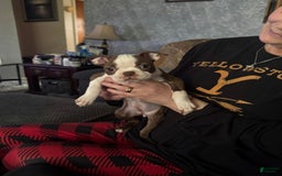 Boston Terrier dogs for sale: Pheobe - Image 3