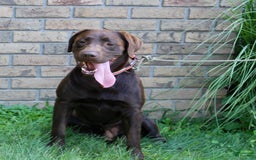 Labrador Retriever dogs for sale: Remington - Image 13