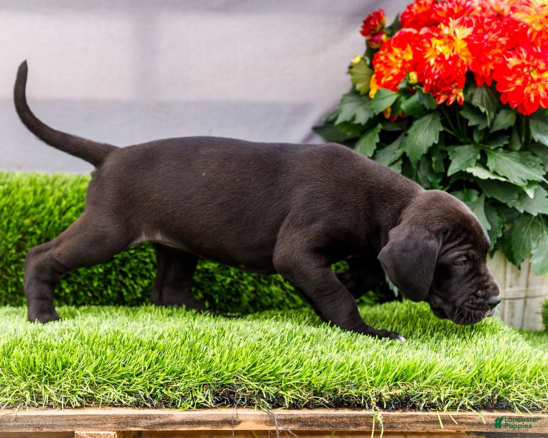 Great Dane dogs for sale: Krista - Image 7