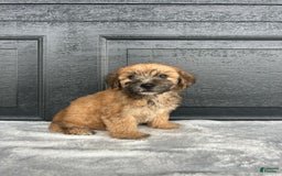 Yochon dogs for sale: Bailey - Image 1