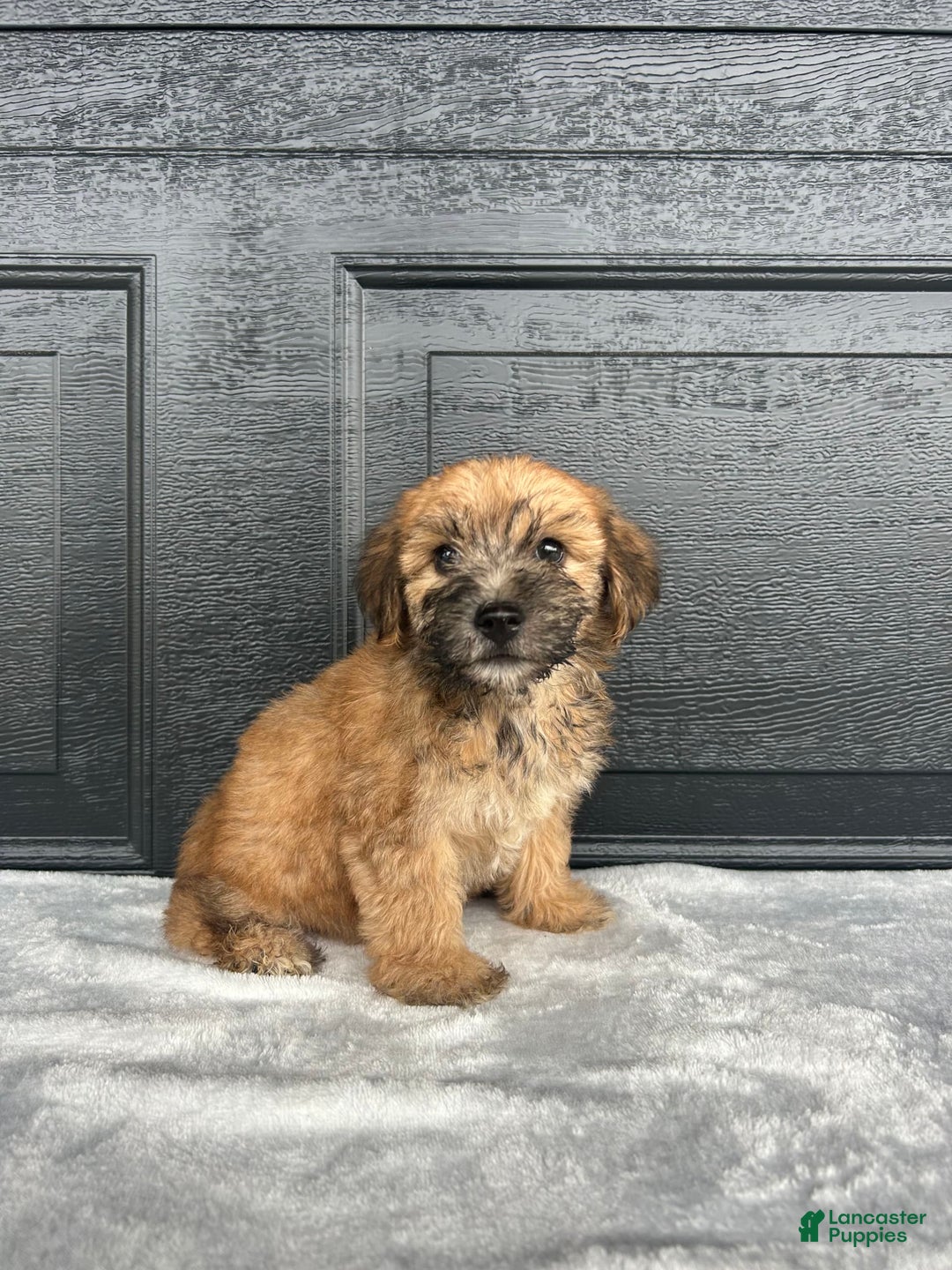 Yochon dogs for sale: Bailey - Image 1