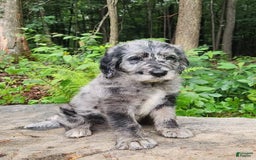Labradoodle dogs for sale: Madric - Image 4