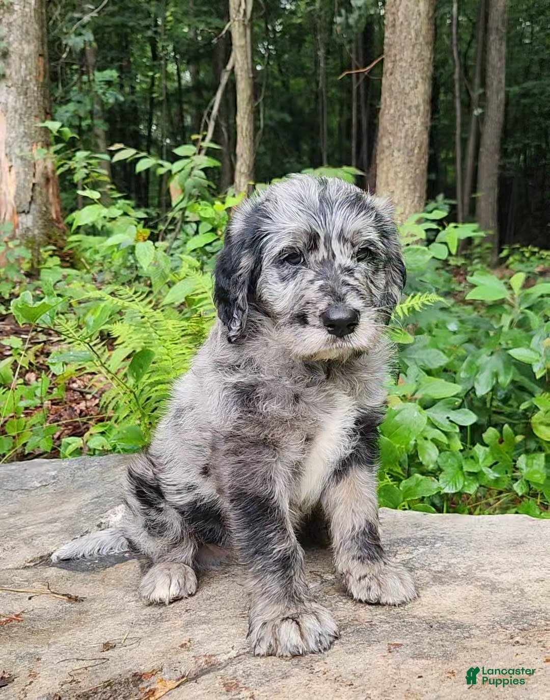 Labradoodle dogs for sale: Madric - Image 4
