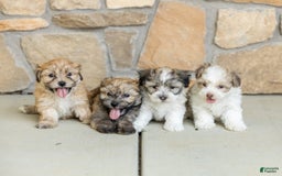 Havanese dogs for sale: Tina - Image 2
