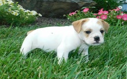 English Bulldog dogs for sale: Jasper - Image 7
