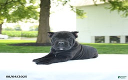 Cane Corso dogs for sale: Lola - Image 3