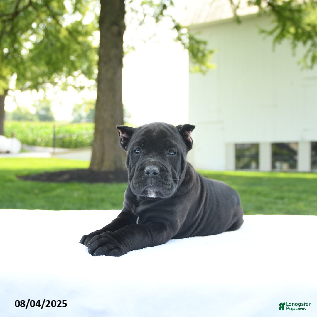 Cane Corso dogs for sale: Lola - Image 3