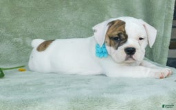 English Bulldog dogs for sale: Spot - Image 4