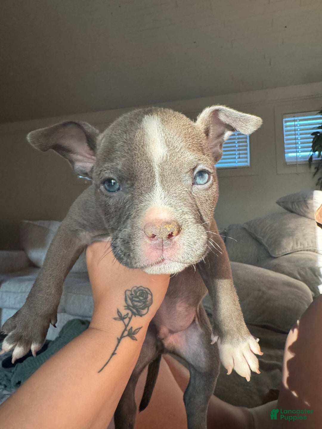 American Bully dogs for sale: Luna - Image 1