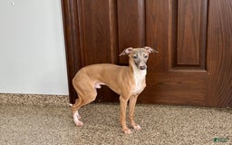 Italian Greyhound dogs for sale: Kenny - Image 4