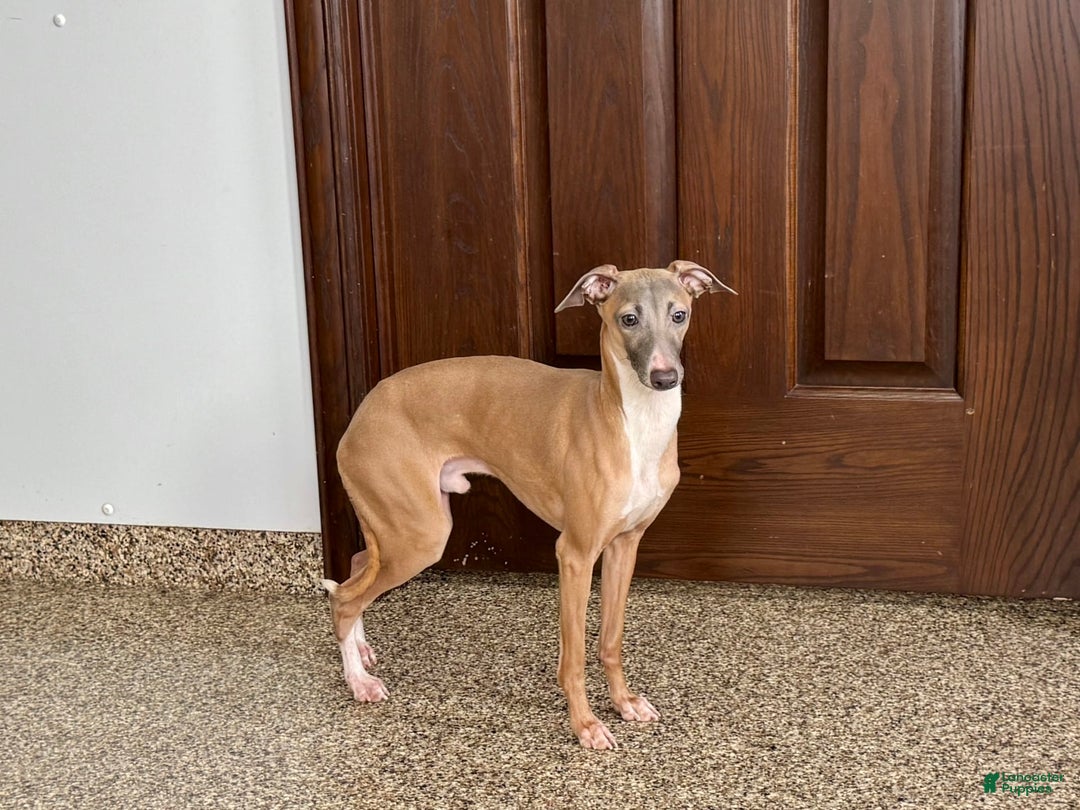 Italian Greyhound dogs for sale: Kenny - Image 4