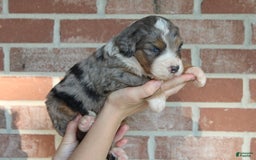 Bernedoodle dogs for sale: Max - Image 3