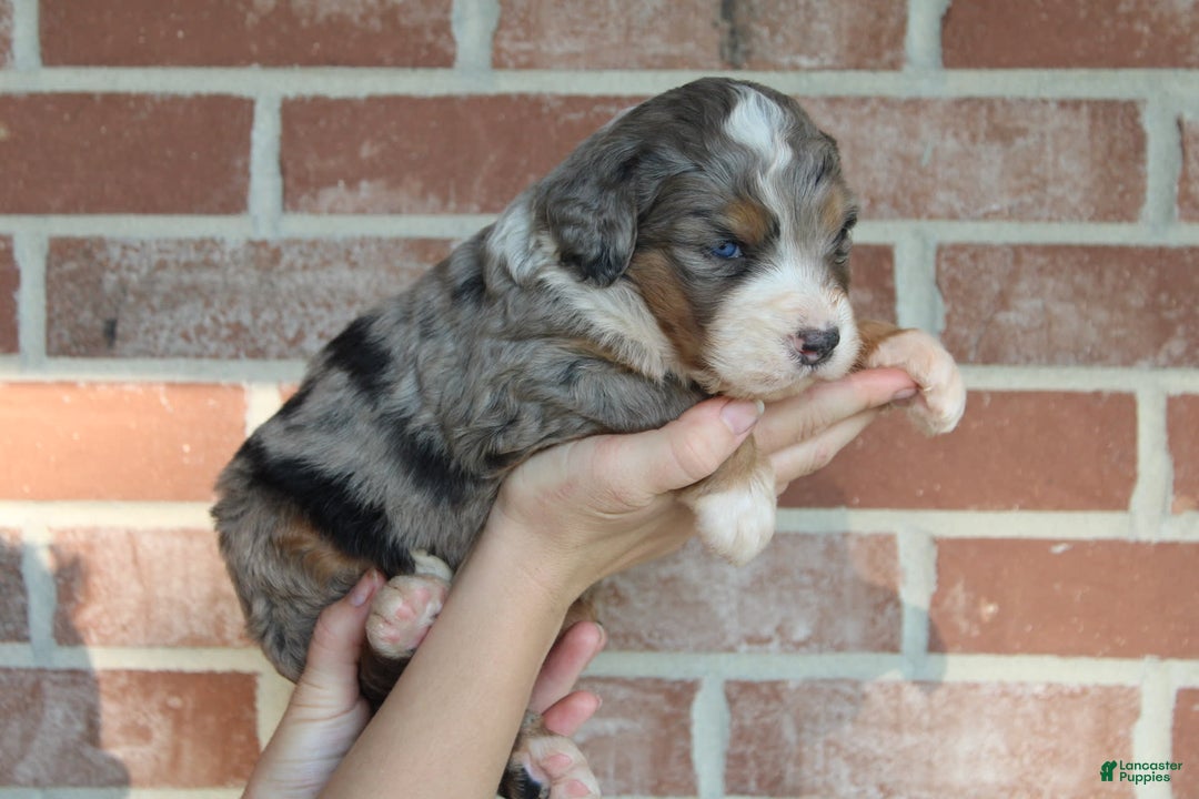 Bernedoodle dogs for sale: Max - Image 3