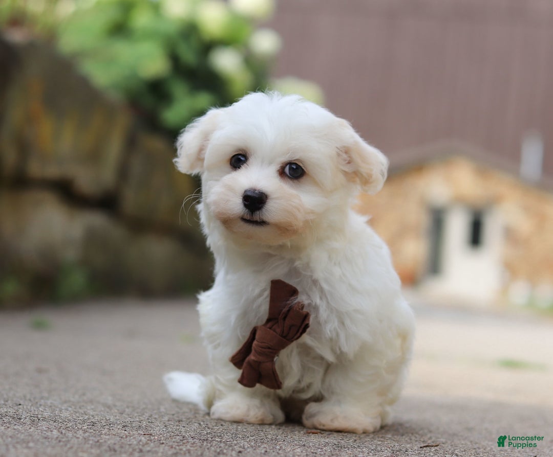 Havanese dogs for sale: Bryon - Image 3