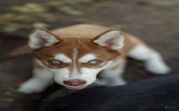Siberian Husky dogs for sale: Ziggy - Image 5