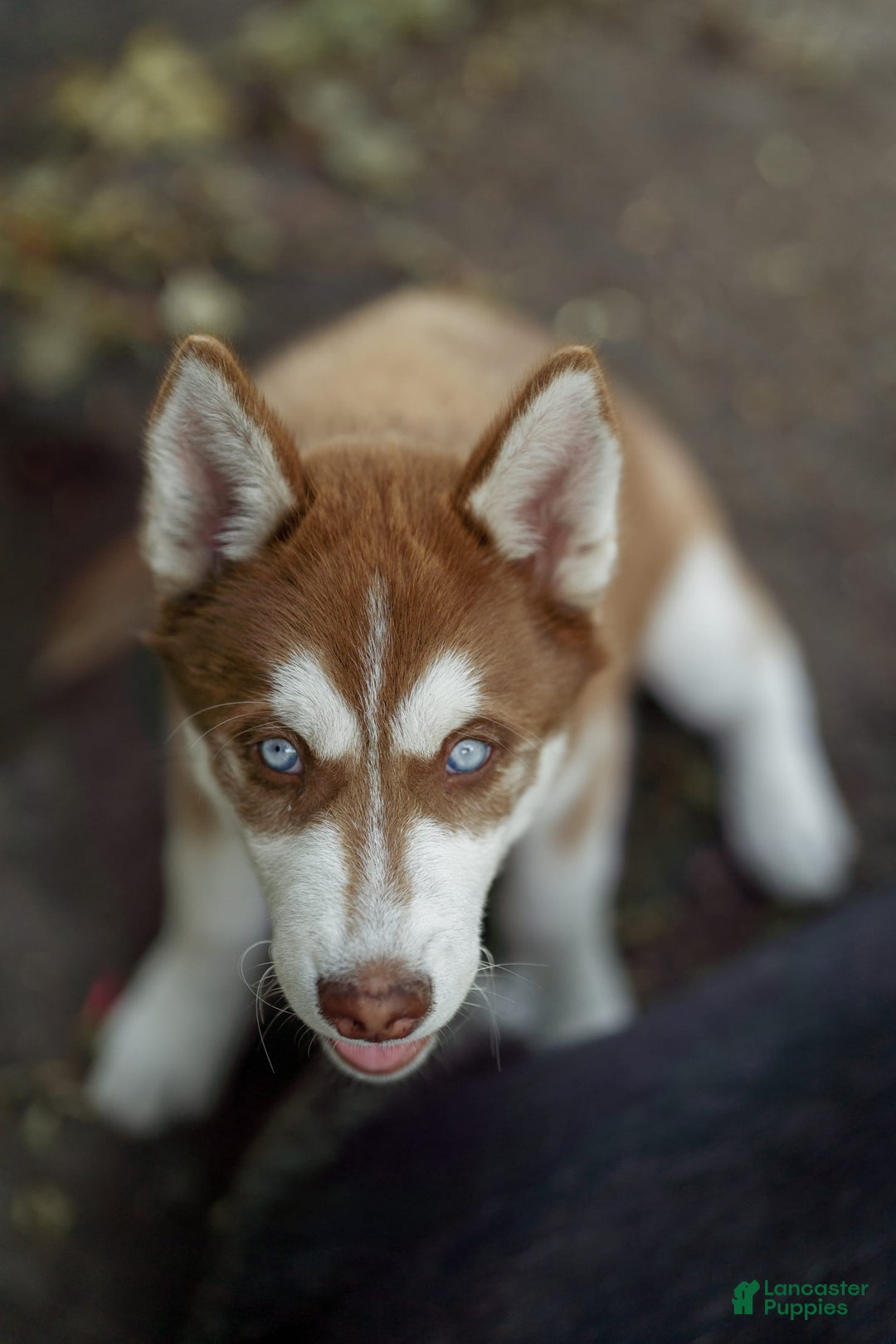 Siberian Husky dogs for sale: Ziggy - Image 5