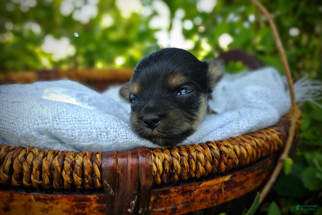 Morkie dogs for sale: "teacup" Cricket - Image 17