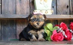 Yorkshire Terrier dogs for sale: Yorkshire Terrier 4 puppies - Image 2