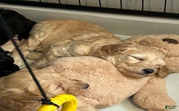 Goldendoodle dogs for sale: Lillies Litter - Image 7