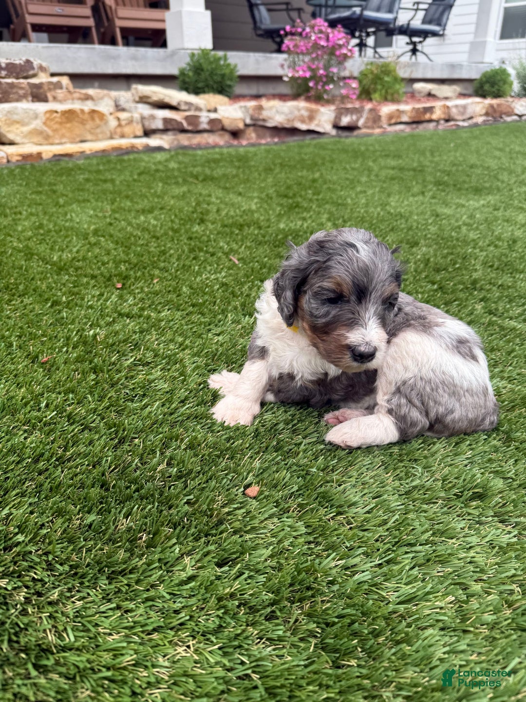Bernedoodle dogs for sale: 4 - Image 5