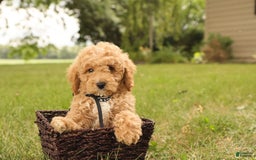Mini Goldendoodle dogs for sale: Leo - Image 12