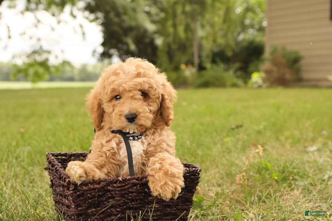 Mini Goldendoodle dogs for sale: Leo - Image 12