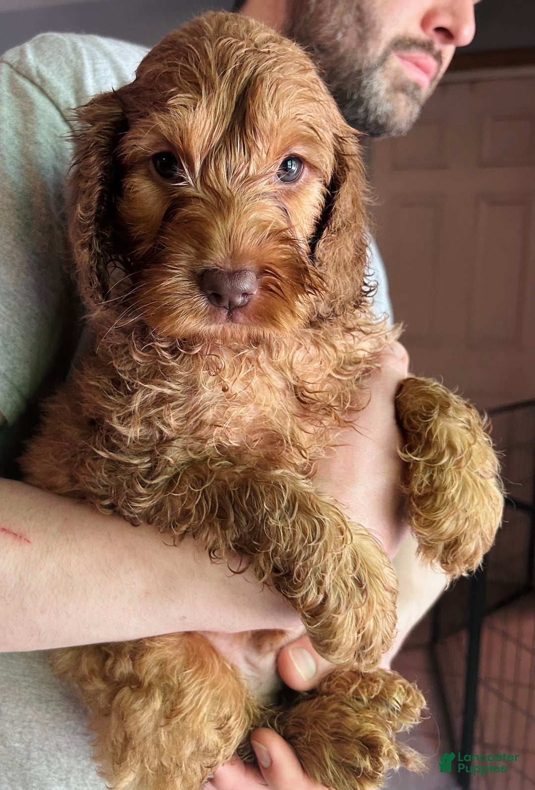 Goldendoodle dogs for sale: Wyatt - Image 5