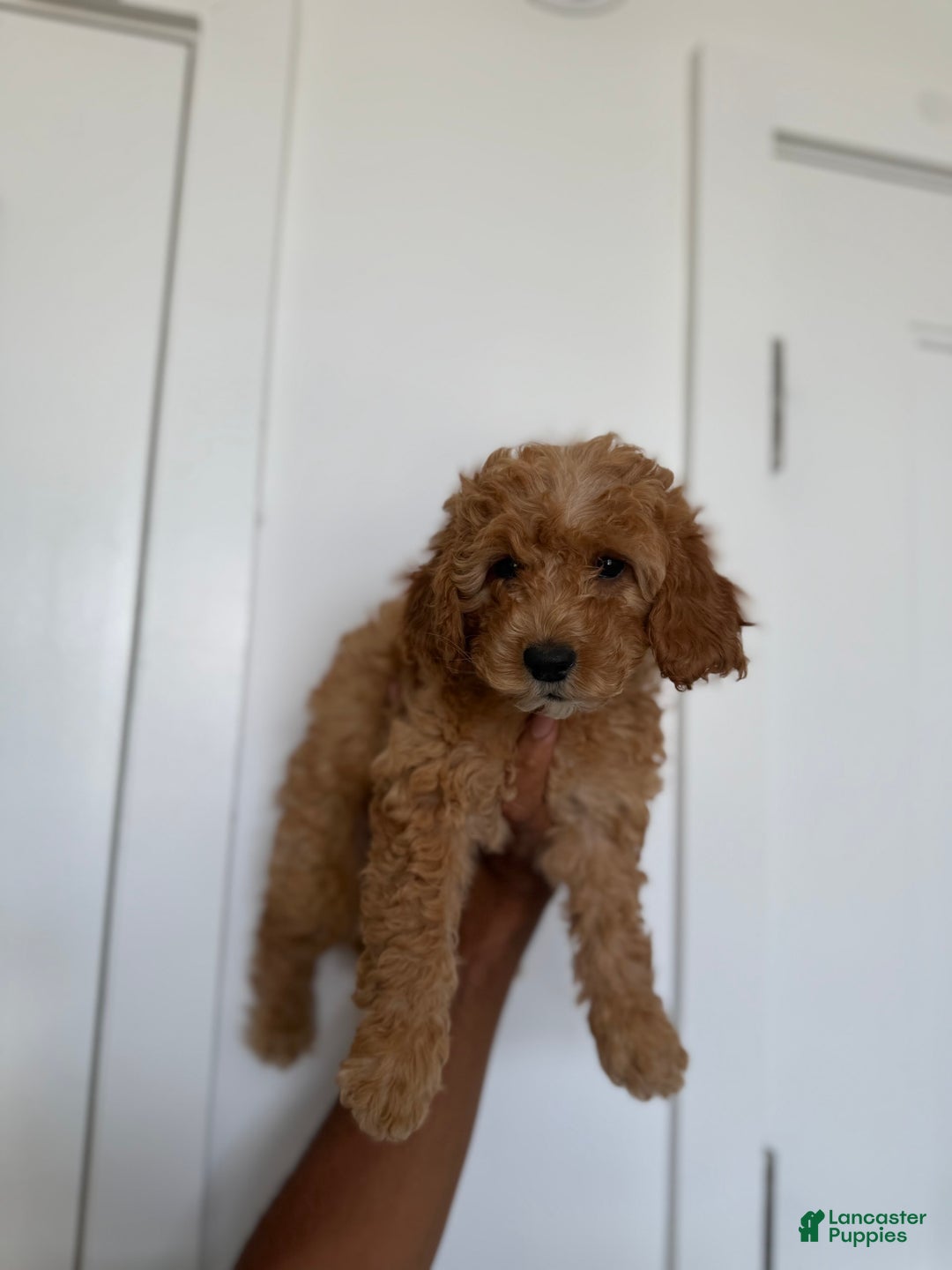 Miniature Poodle dogs for sale: Lilo - Image 1