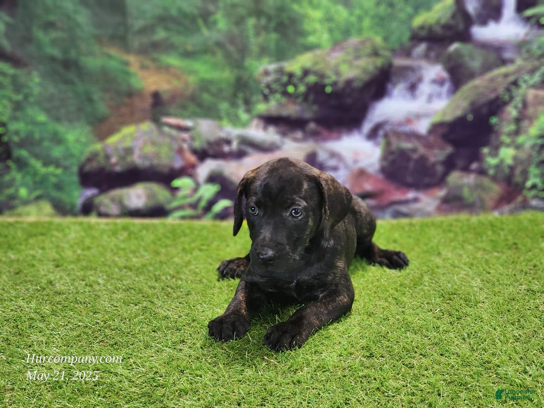 Catahoula Leopard Dog dogs for sale: Jesse 2025 Female 2 - Image 13