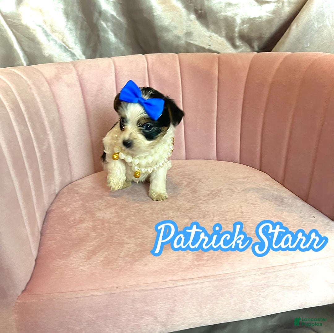 Yorkshire Terrier dogs for sale: Patrick Starr - Image 17