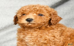 Miniature Poodle dogs for sale: Dino - Image 9