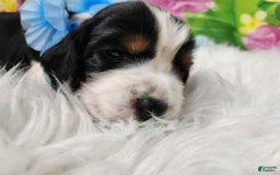 English Springer Spaniel dogs for sale: Bacon - Image 2