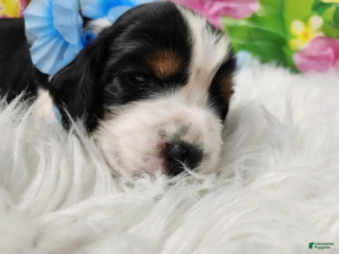 English Springer Spaniel dogs for sale: Bacon - Image 2